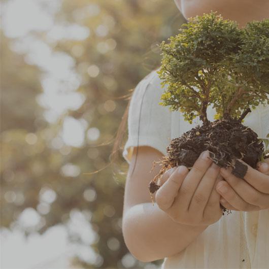 young girl holding small tree Macdonald & Sager LLP FAMILY & ELDER LAW